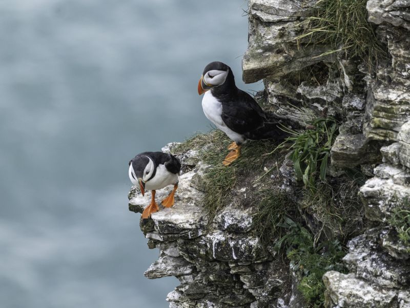 a photograph of two puffins looking down perching off a cliff