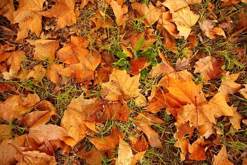 autumn leaves on the ground