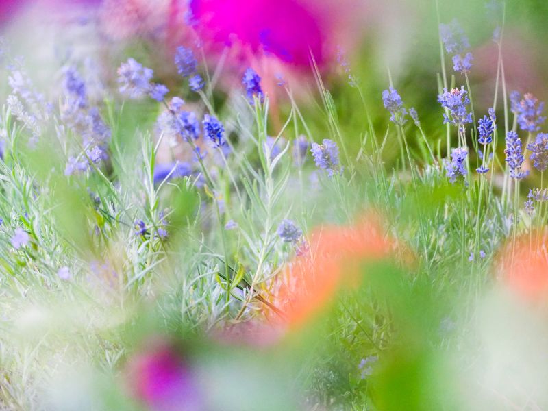 u3a Festival 26 image