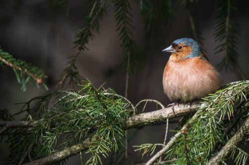 a orange small bird (chaffinch) in the trees