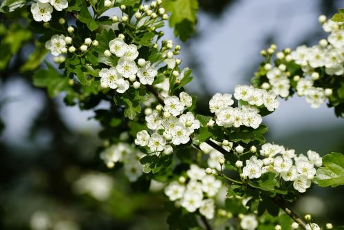 Hawthorn