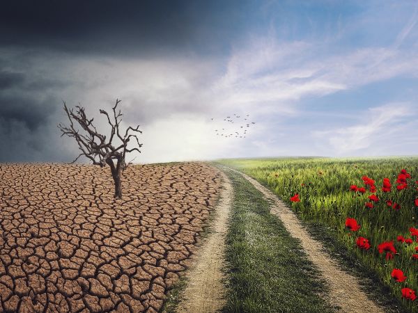landscape wit a verdant field and parched ground