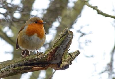 photo of a robin on a branch