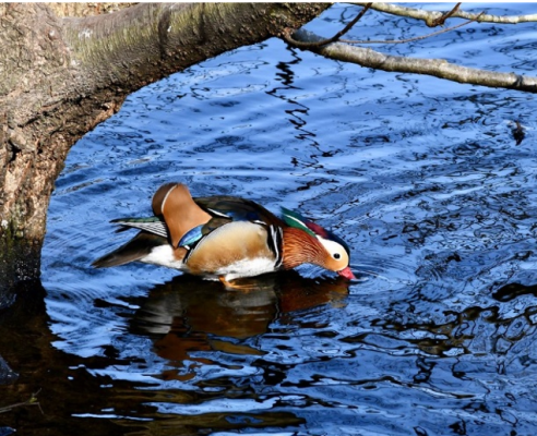 Photo of a mandarin duck