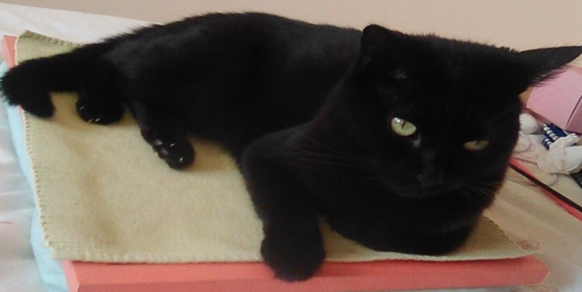 Photo of a black cat