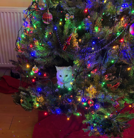 A white cat sat in a Christmas tree