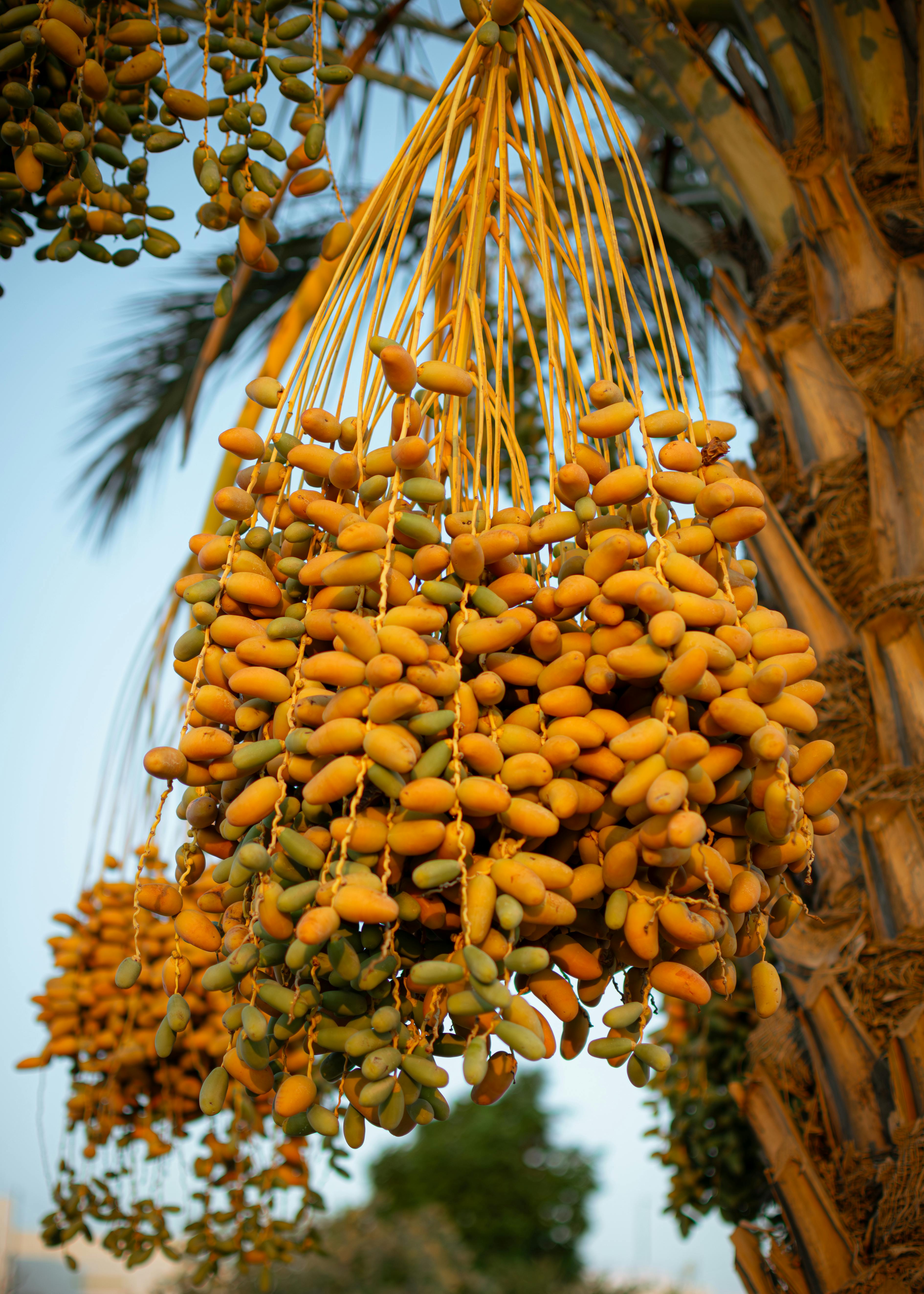 Photo of dates growing in a tree