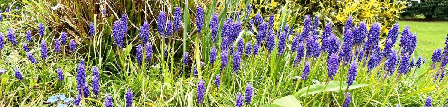 April Bulletin Flowers