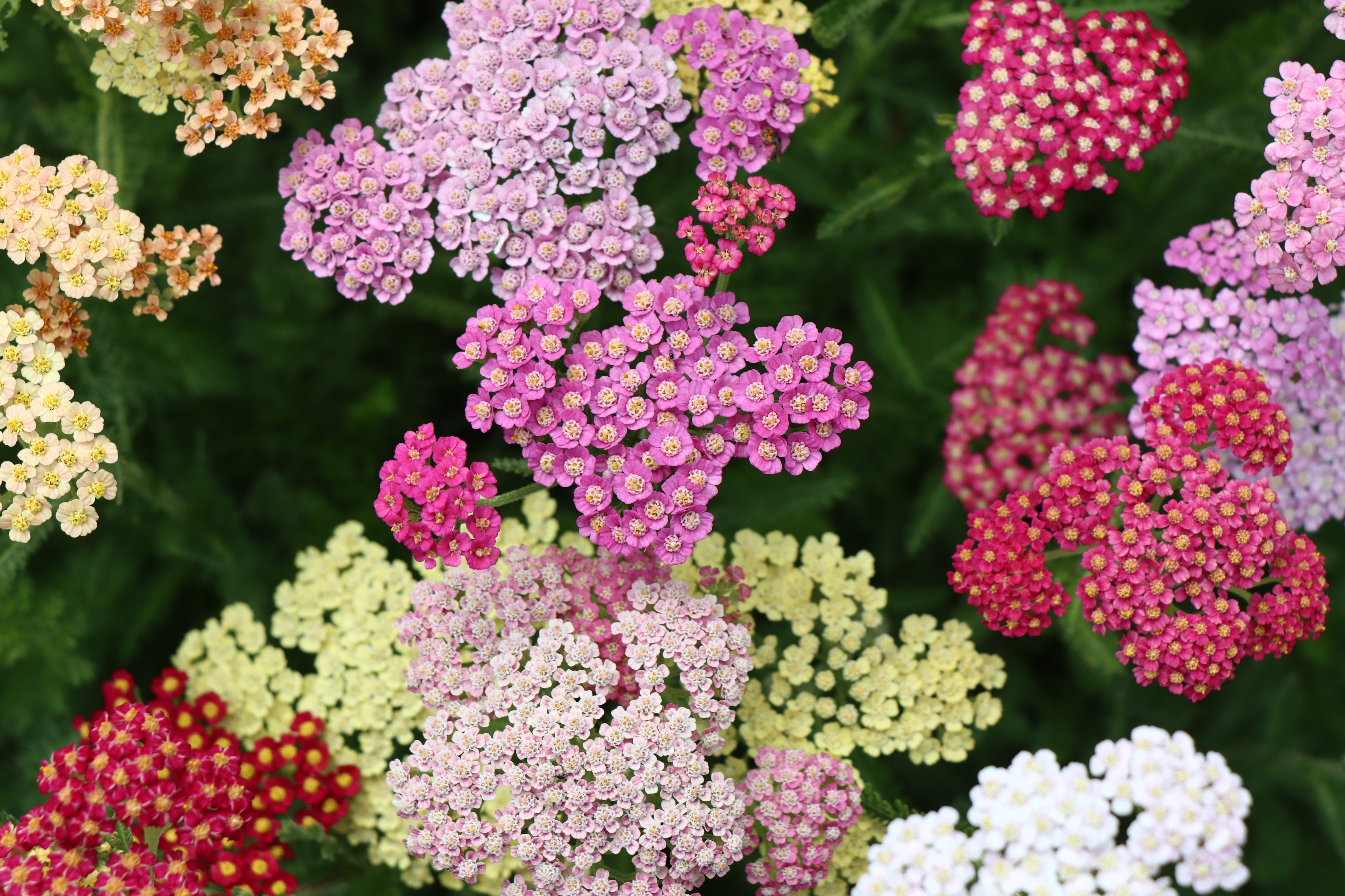 Yarrow flowers