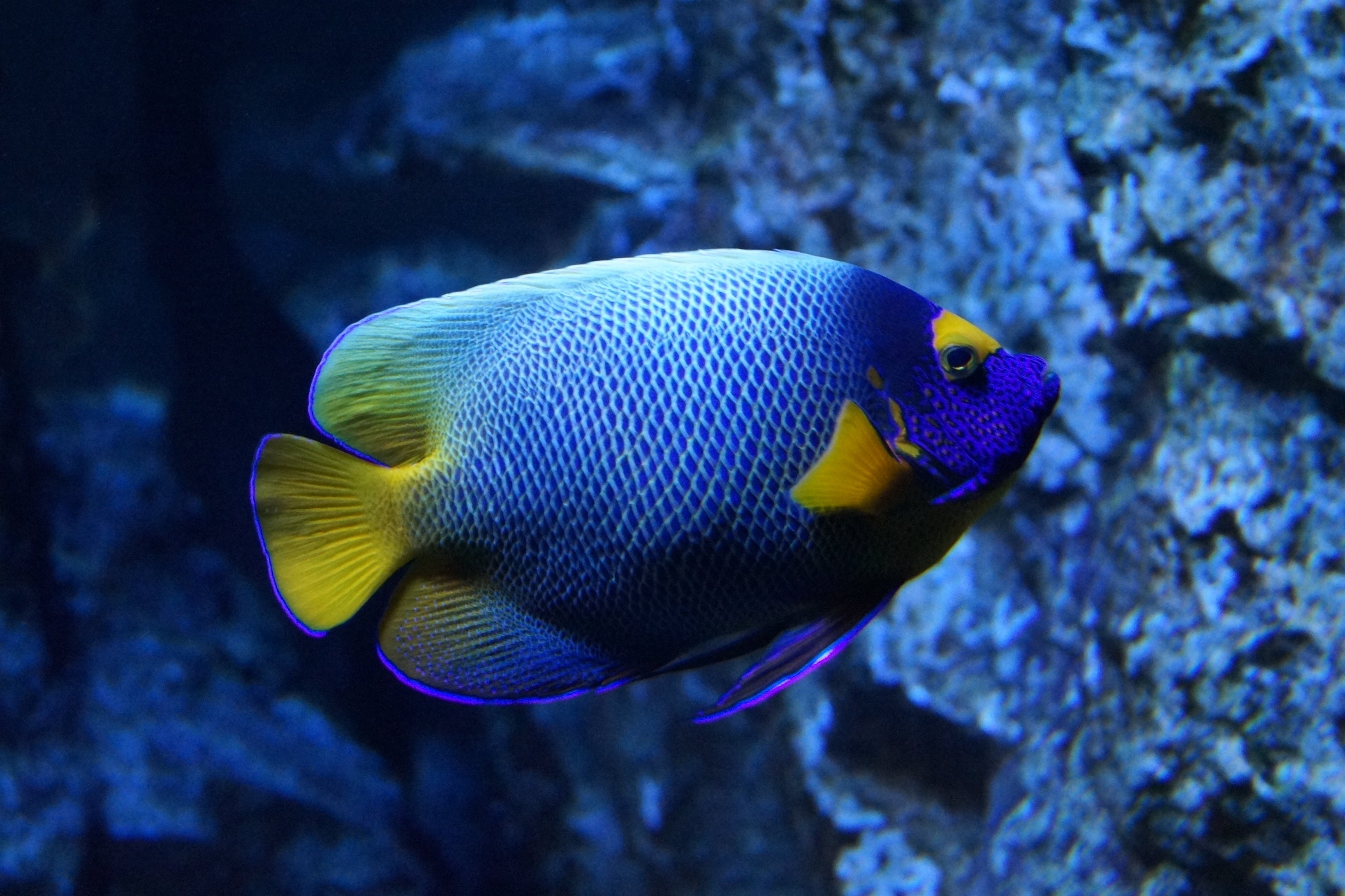 Tropical fish in an aquarium