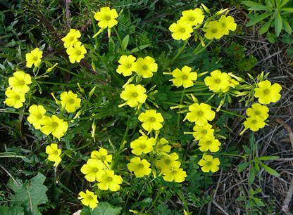 yellow flowers in green grass