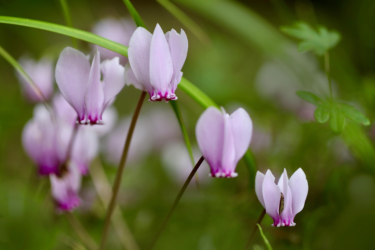 Cyclamen flowers