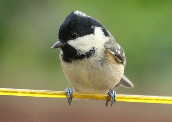 blue tit on yellow washing line