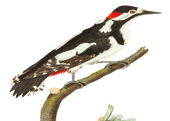 blue tit on yellow washing line