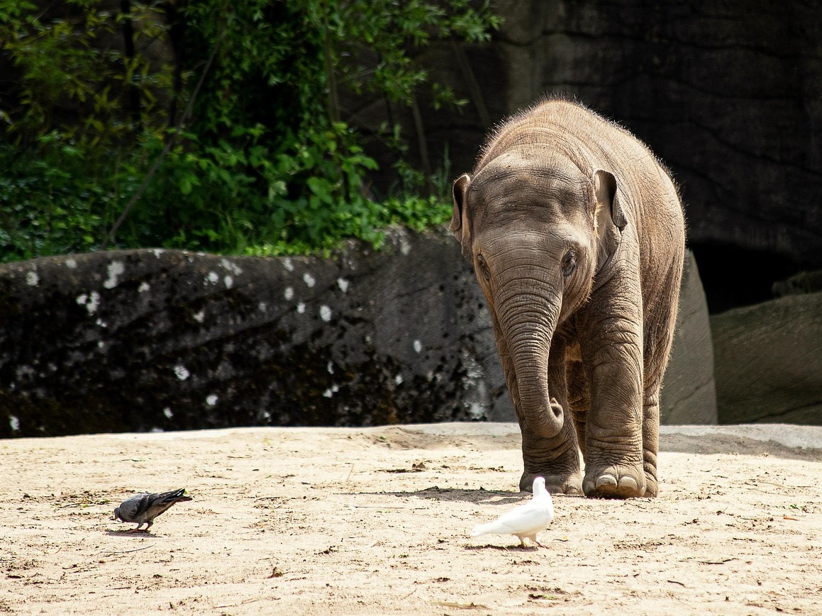 An Asian elephant on a beach