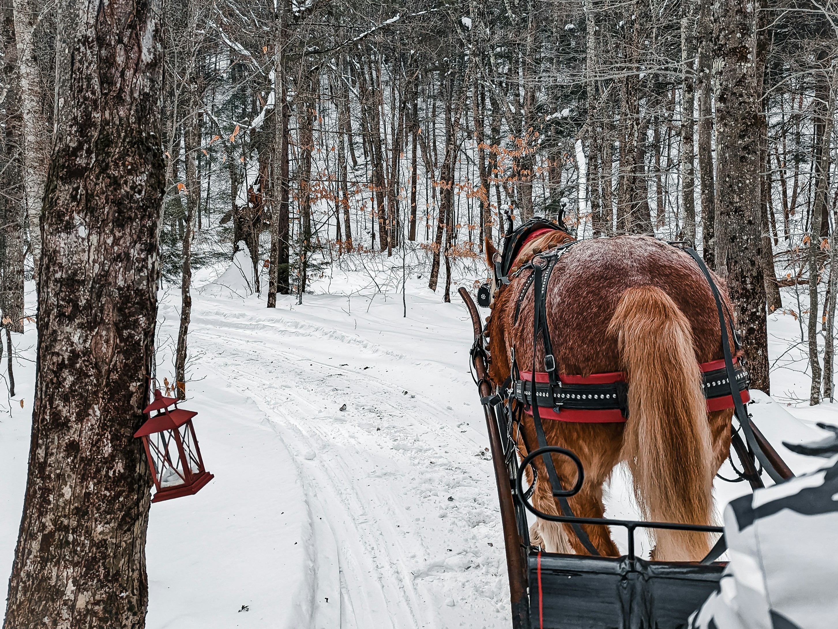 A horse pulls a sleigh across Siberia