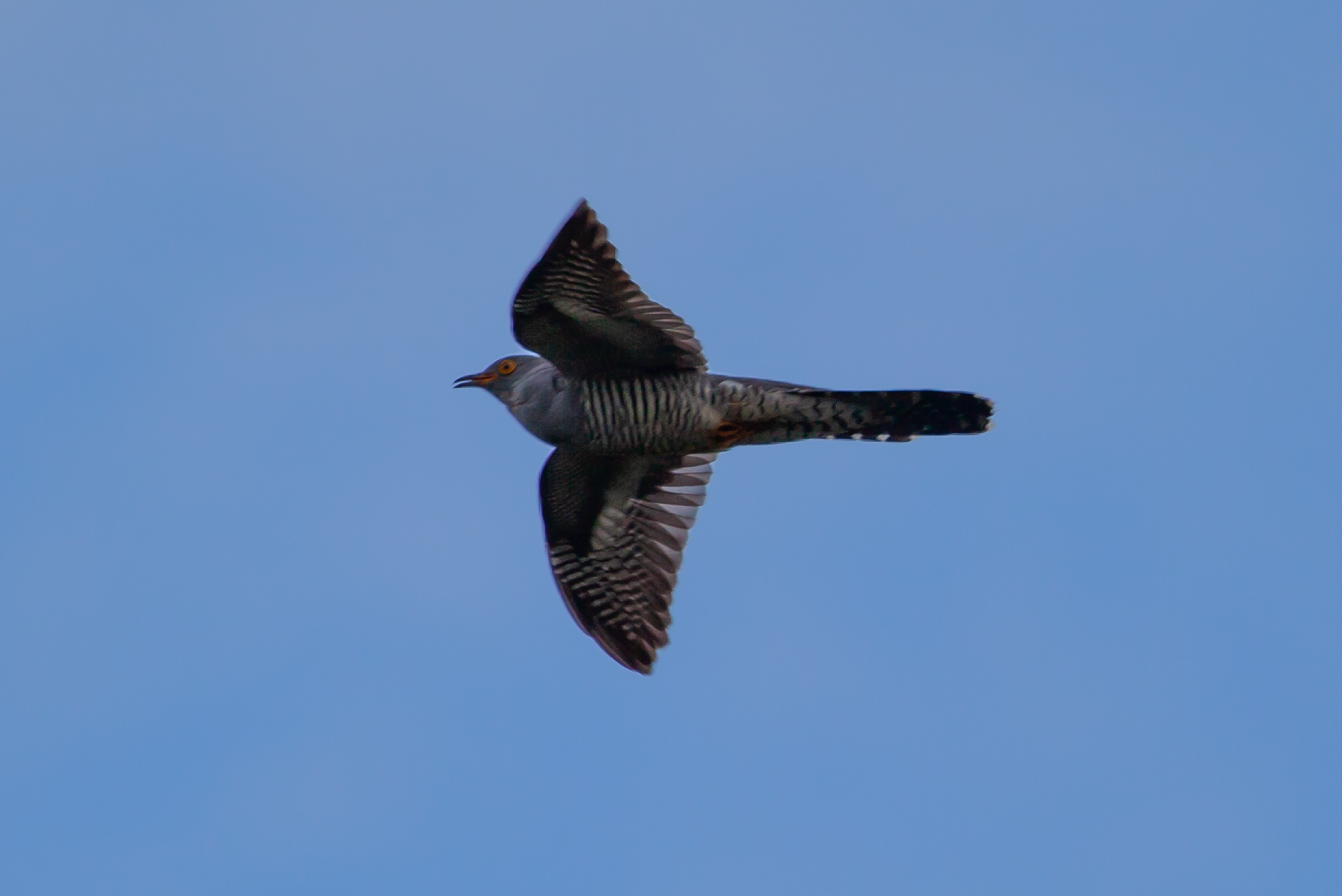 cuckoo flying from below in front of blue sky
