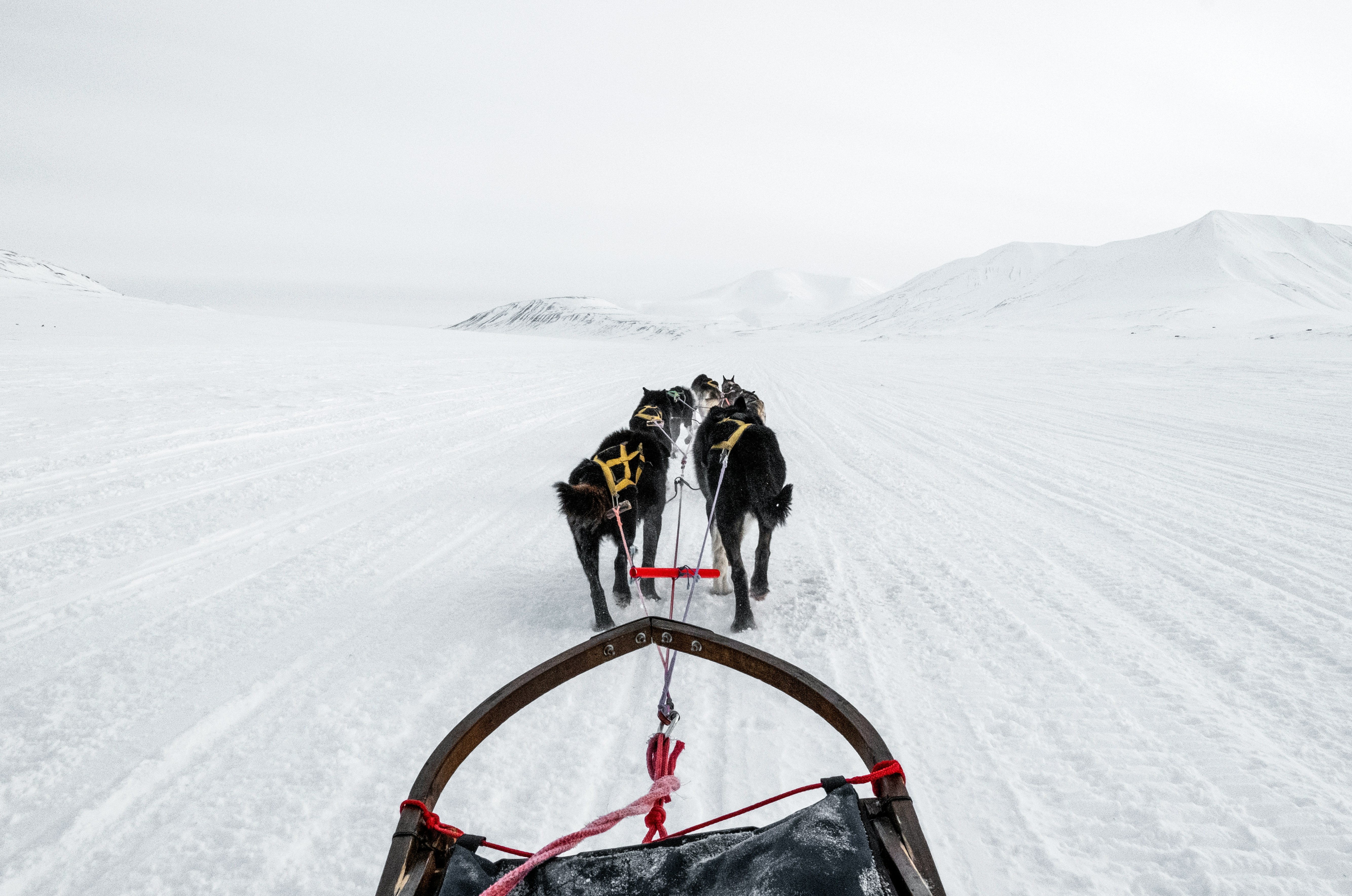 view from a sledge being pulled by dogs walking towards a vast snow scene