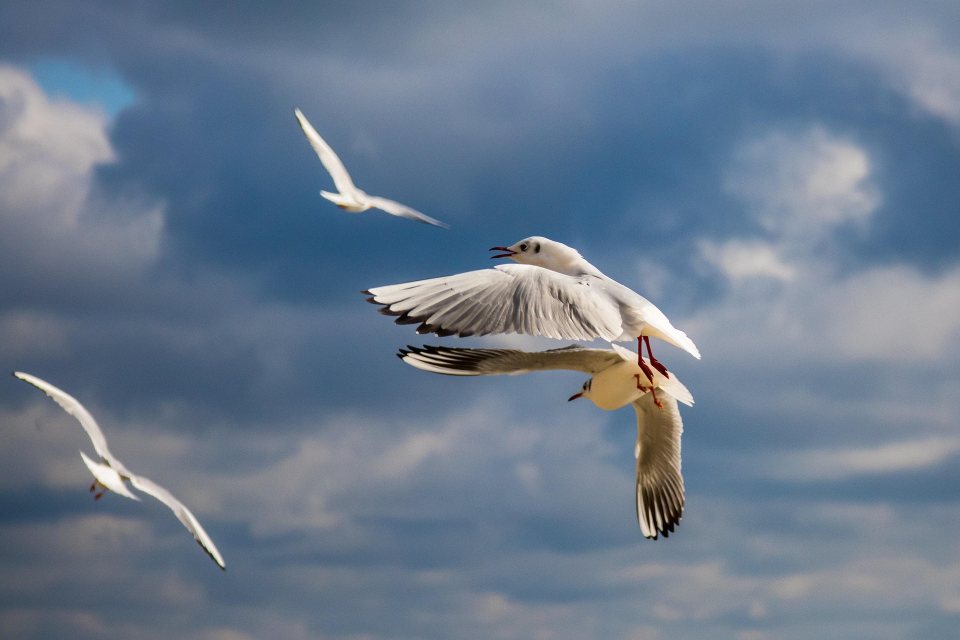 bird flying