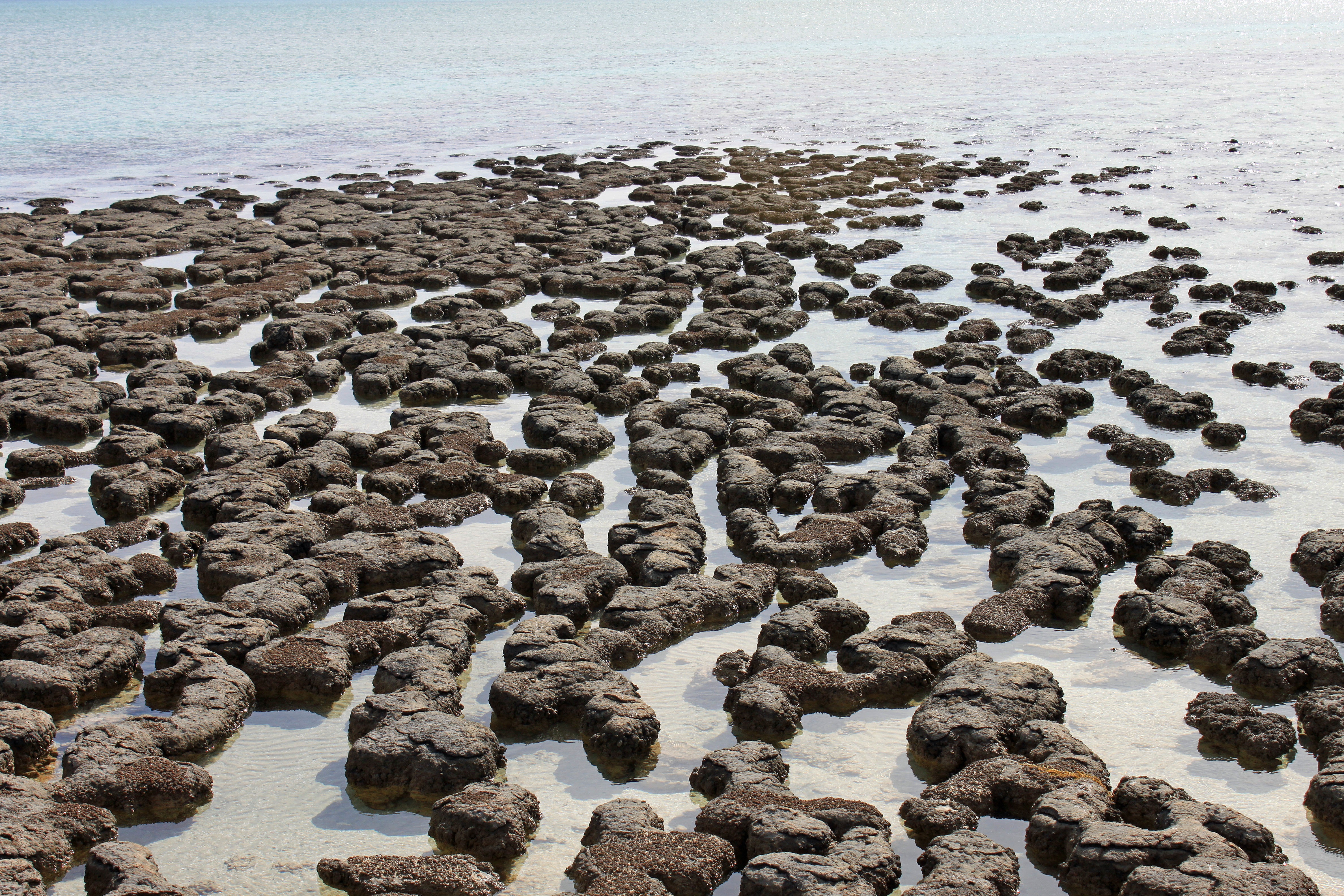 stromatolites in shallow water