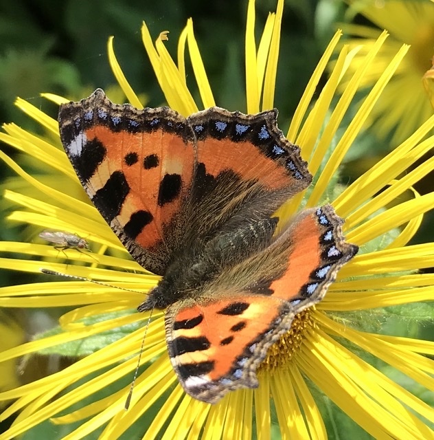 orange and black butterfly on yellow flower