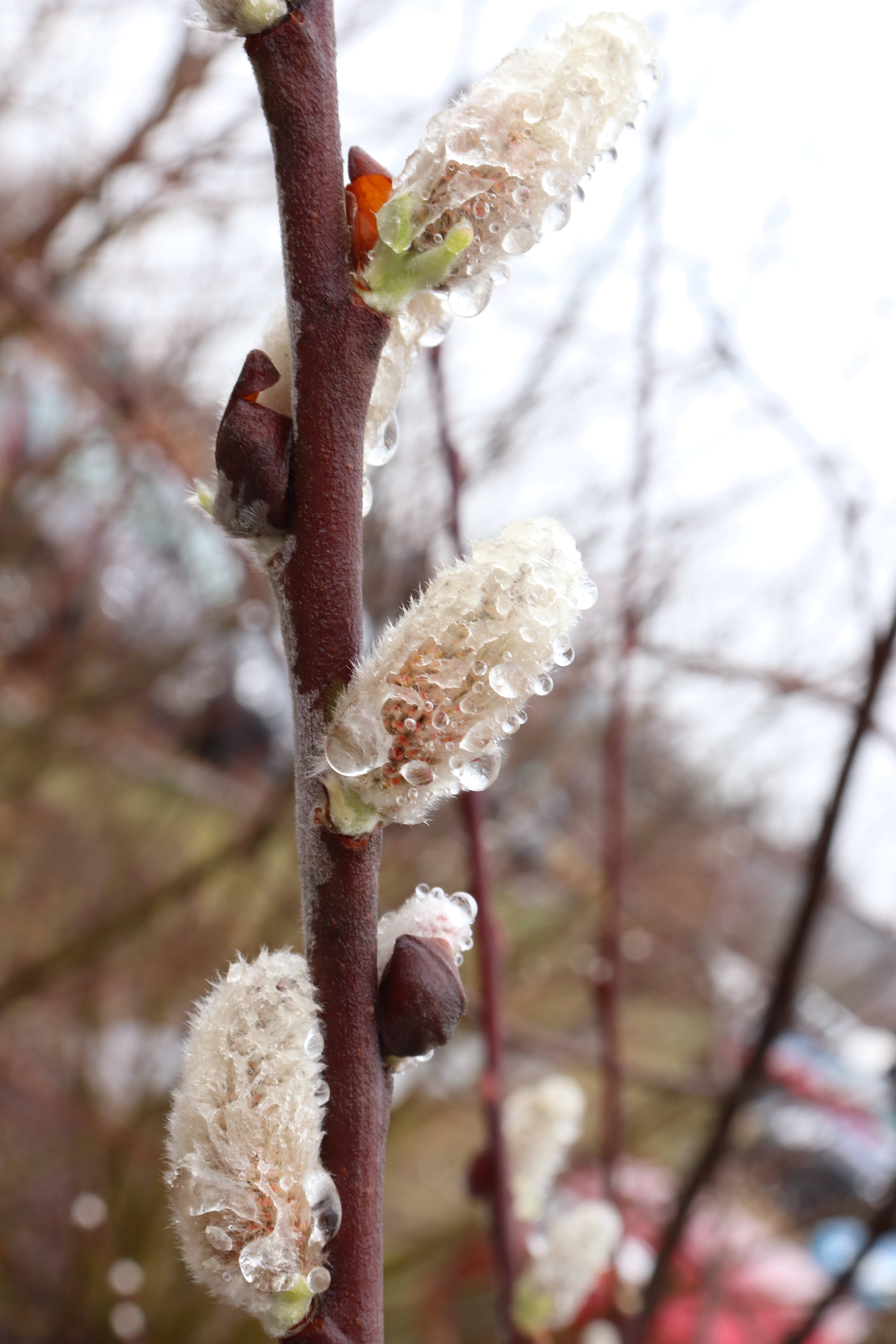 close up of dew on white flower