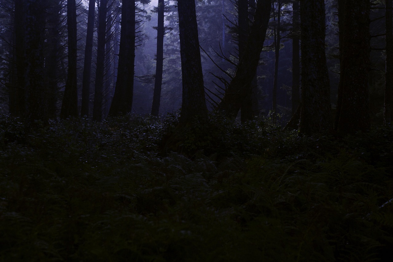 dark forest