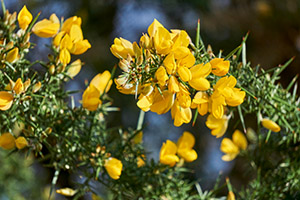 gorse flowers