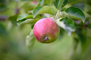 apple on an apple tree