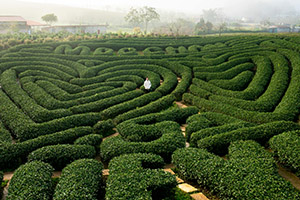 a maze in the shape of a heart