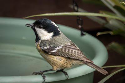coal tit sitting on water bowl