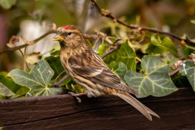 A redpoll sitting on a fence next to leaves