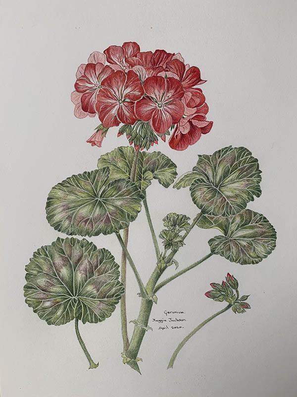 'Geranium' Maggie Jackson of Chiswell Green u3a