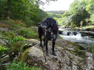 A black dog standing on a river bank