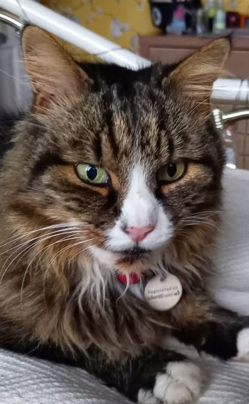 photo of a tabby cat with a white marking on her nose staring at the camera