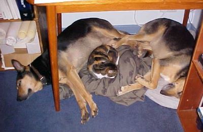 Two dogs and a cat all sleeping under a table