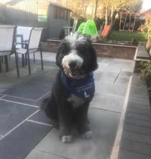 A black and white sheepadoodle sitting up and looking at the camera