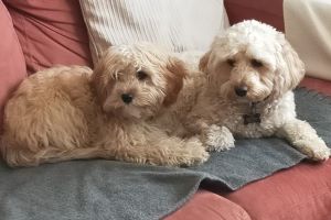 Two dogs on a blanket on the sofa 