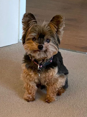 A small yorkie dog looking at the camera