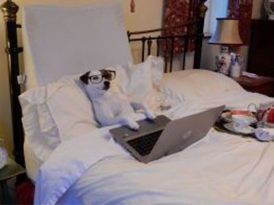 Dog in bed under duvet with a paw on the laptop