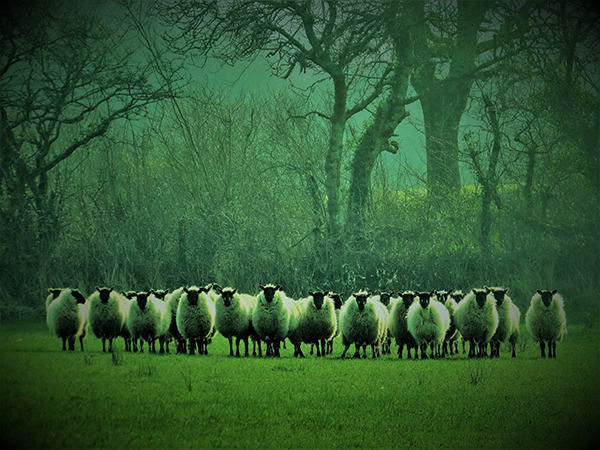 'Sheep' by Rita Miles of Pembrokeshire U3A