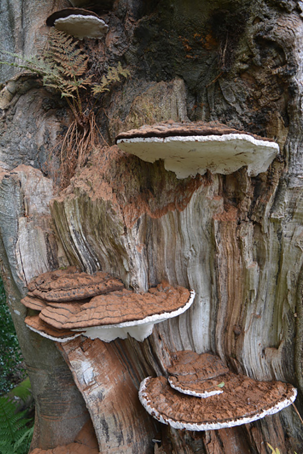 'Fungi' by Kathleen Smith of Turriff & District U3A