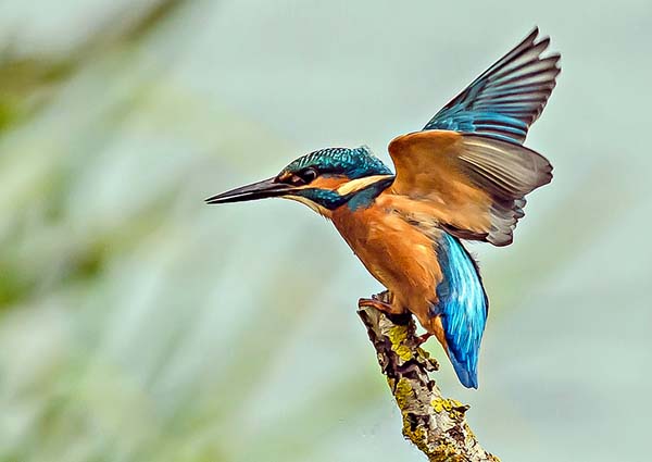 'Kingfisher' by Derek Oakley of Droitwich Spa & District