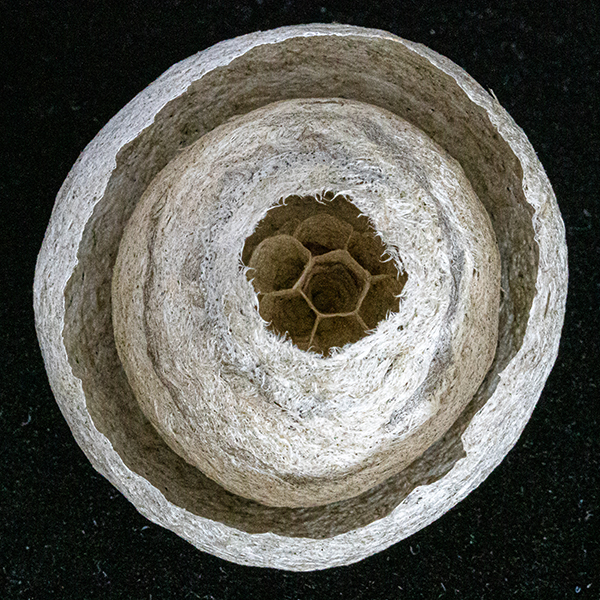 'Wasp Nest' by Terry Waldron of Spire U3A