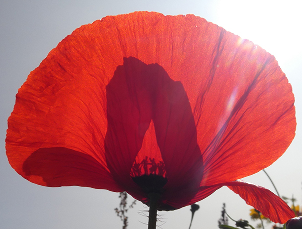 'Poppy for the Soldiers' by Angela Owen of Worcester Area Group U3A