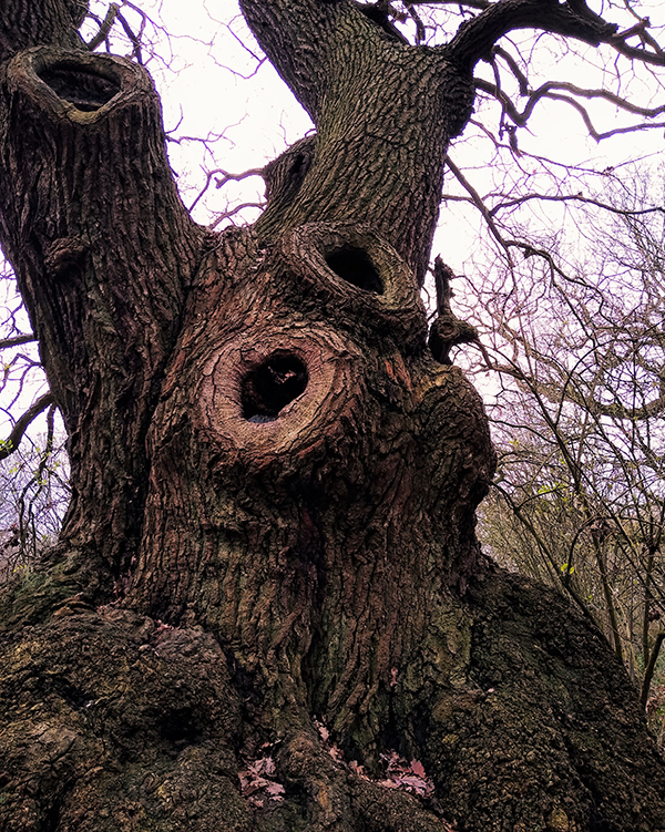 'Tree' by Lynne Shelley ofHarwich Peninsula U3A