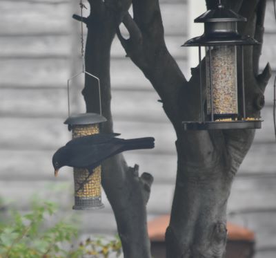 A blackbird eating from a hanging birdfeeder 