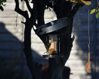 A blackbird on a hanging bird feeder