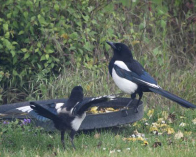 Two magpies drinking from a bowl