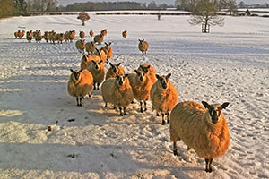 news story winterwatch